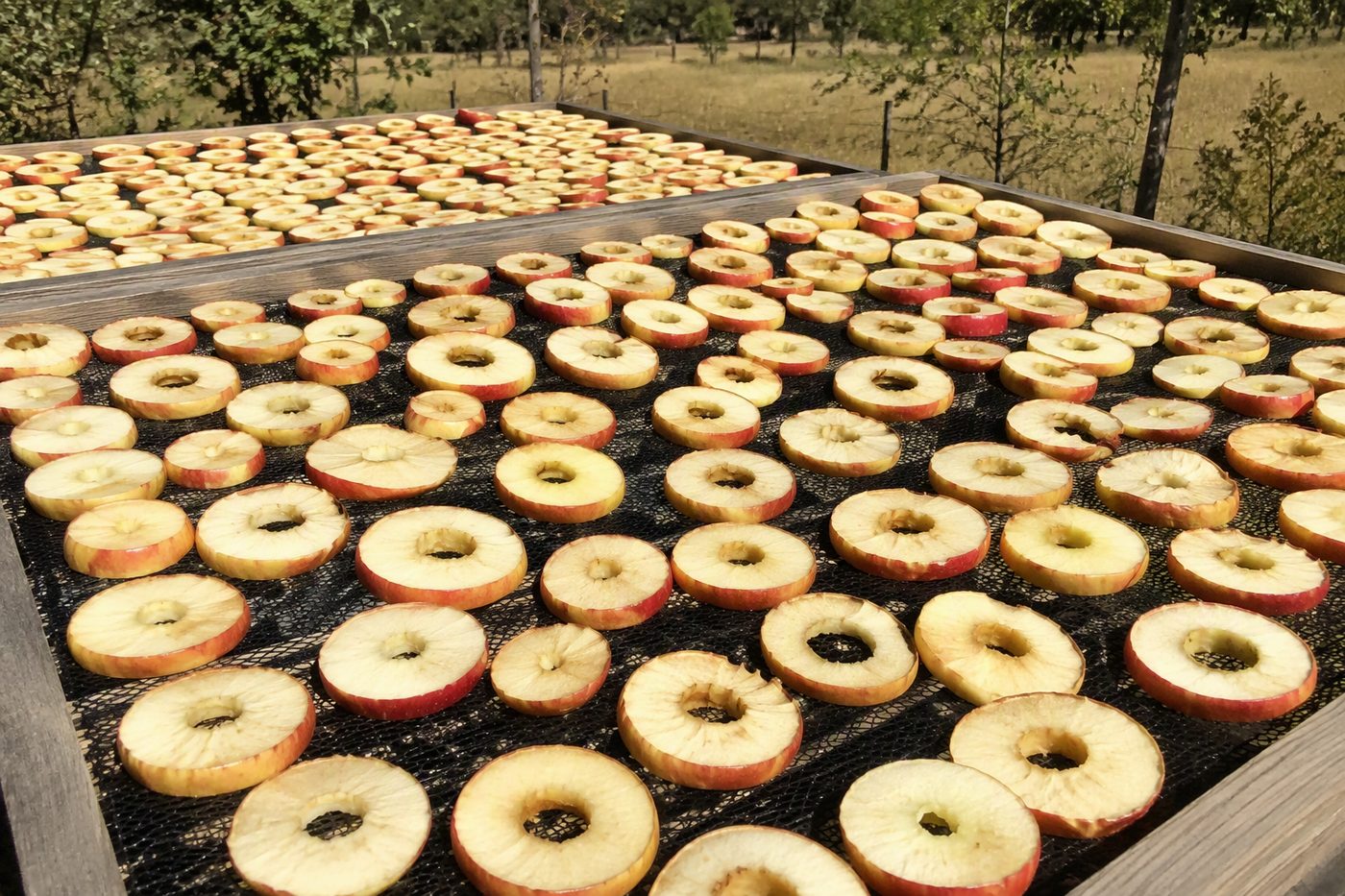 Generated illustration drying foods