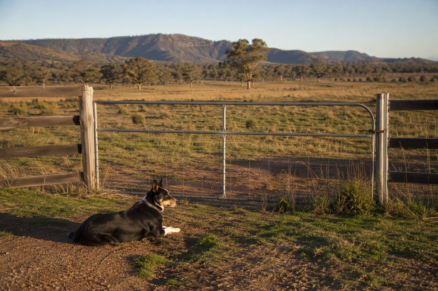 Generated illustration for farm-dogs-for-off-grid-security