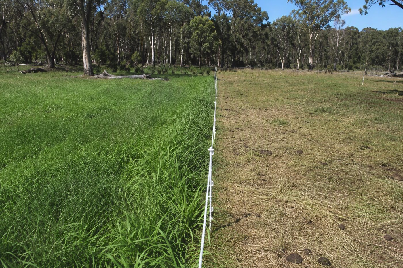 Generated illustration for pasture-management