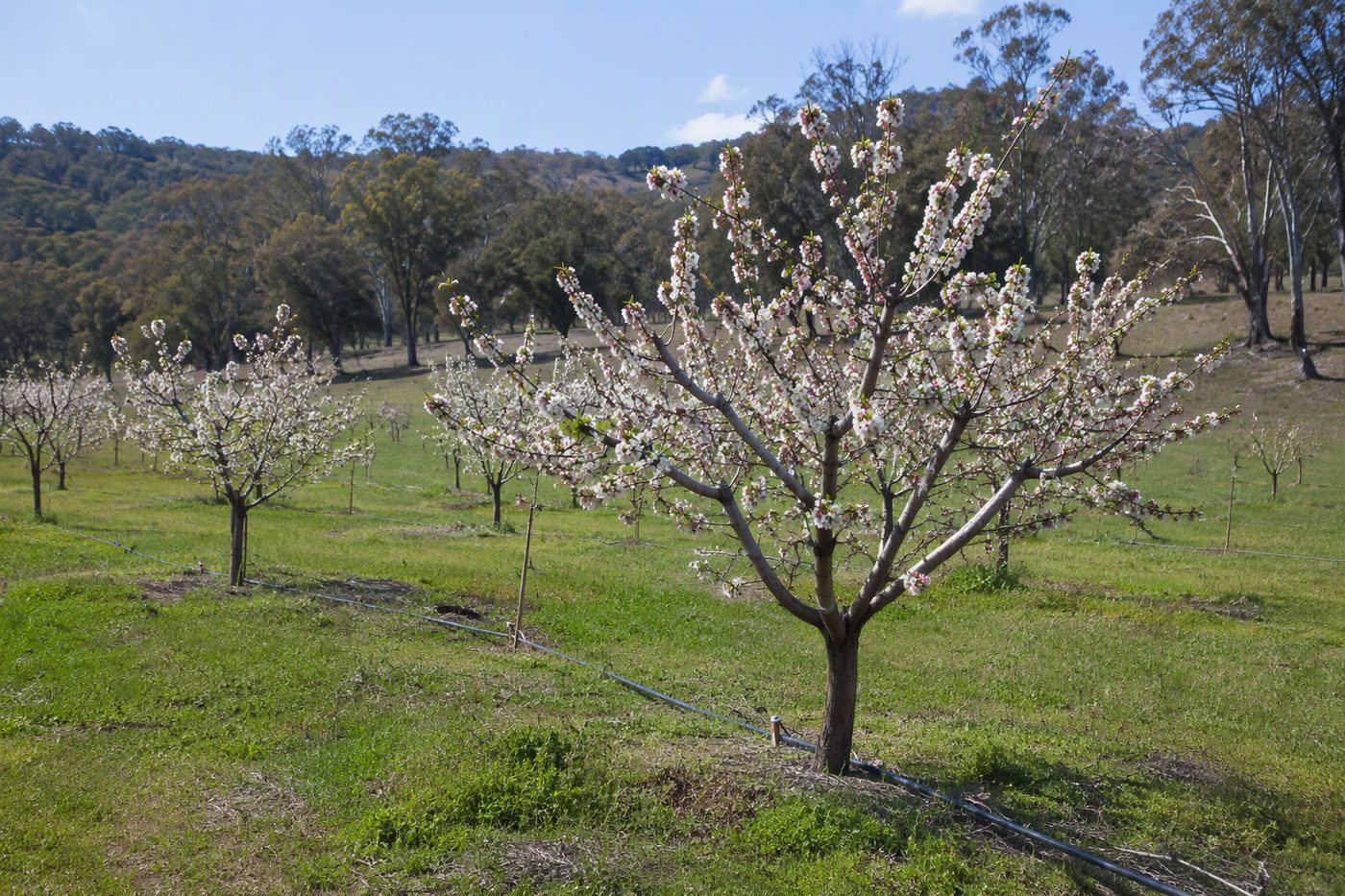 Generated illustration for seasonal-orchard-calendar