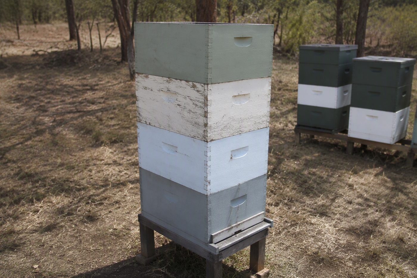 Generated illustration for swarm-prevention