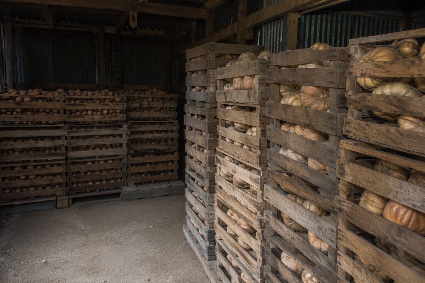 Generated illustration for vegetable-storage-conditions